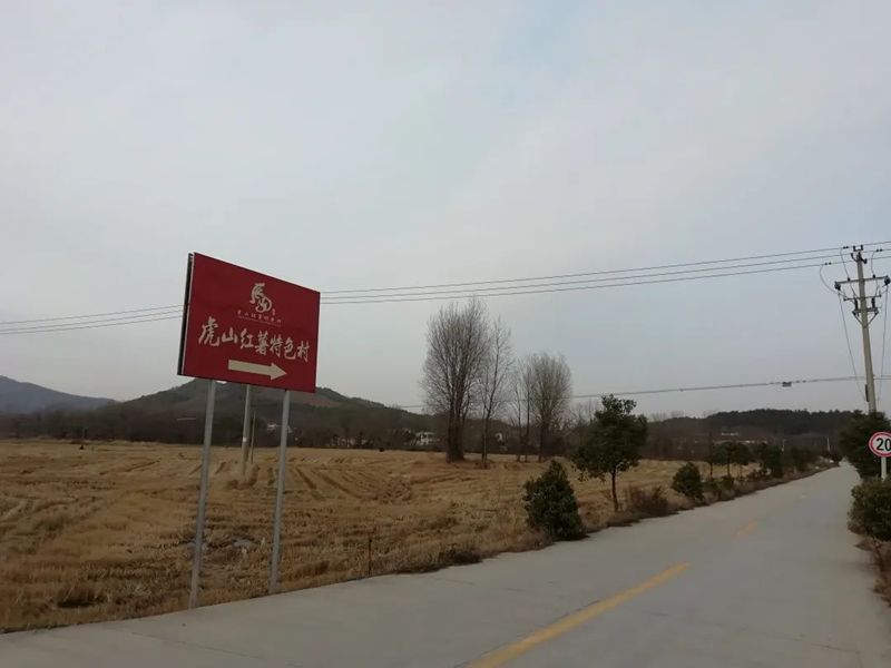 宜秀区五横乡虎山村:虎山粉丝,斗岭茶园,凤凰河…生态产业有"钱"景