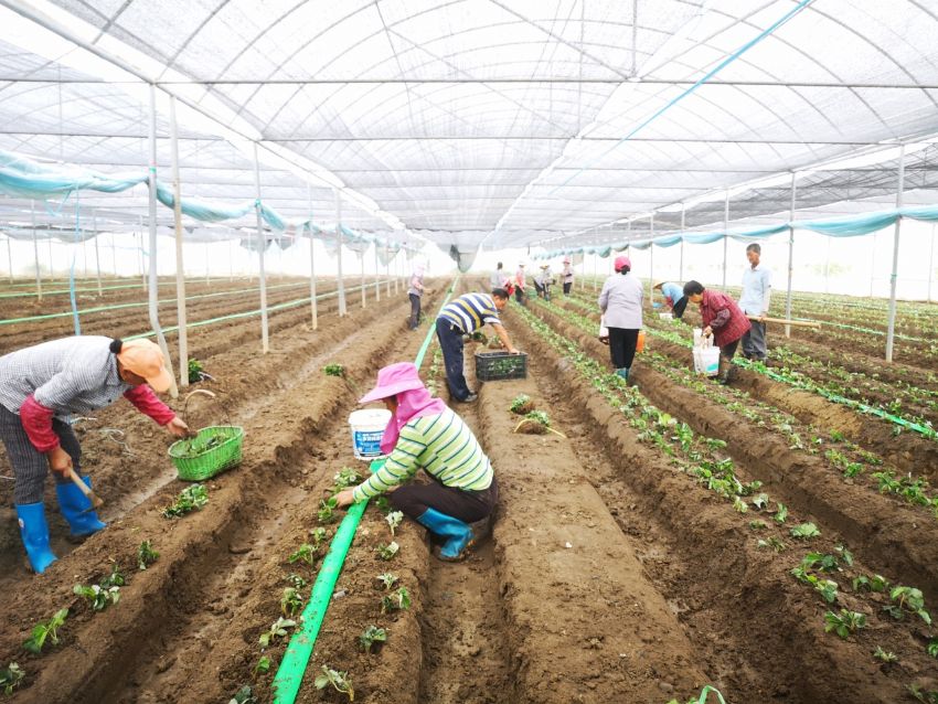 种好“甜蜜果” 收获“金果实”